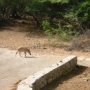 Bonaire Park Pig.JPG